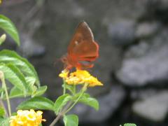鑾褐弄蝶